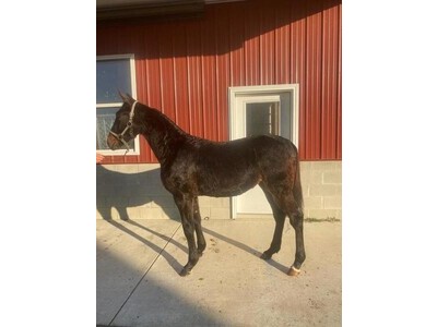 Standardbred-Percheron Cross Weanling 