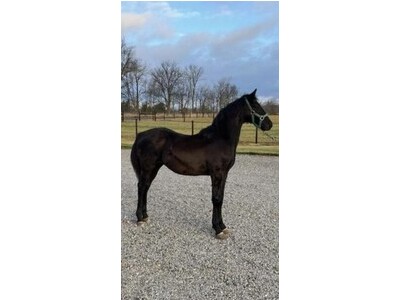 Purebred Black Morgan Stud Colt